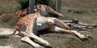 Giraffes electrocuted at Soysambu