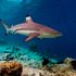 Blacktip Reef Sharks