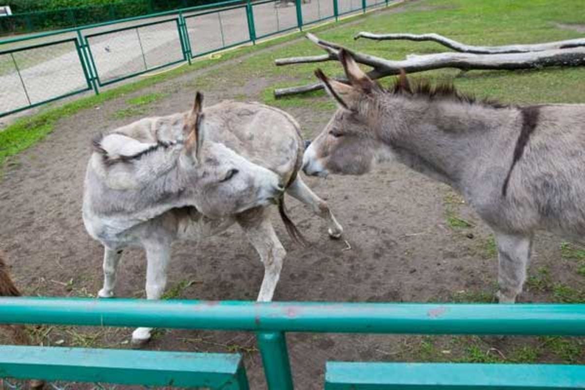 Frisky donkeys reunited | Nation