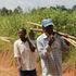 mumias sugar farmers