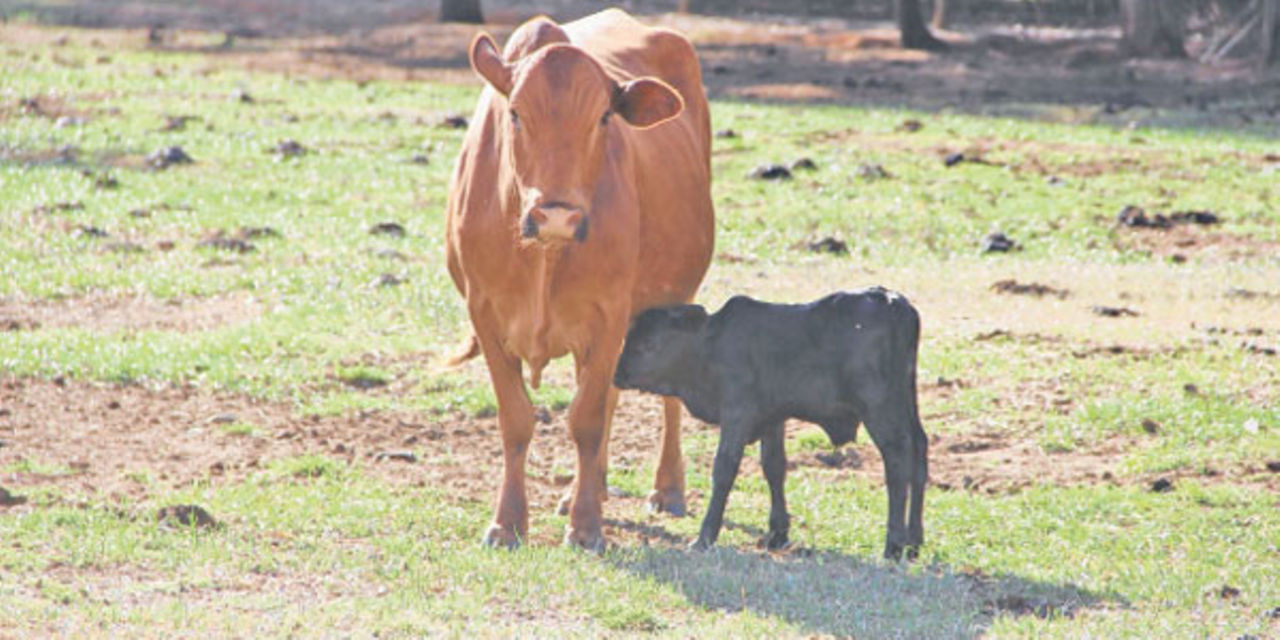 What to do to stop abortion in your cows from Nation