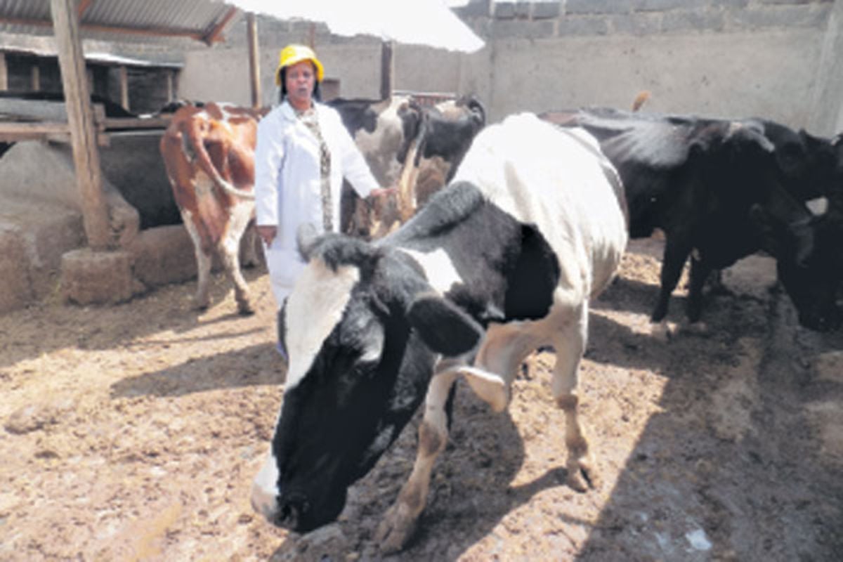 Guide to starting commercial dairy farming | Nation