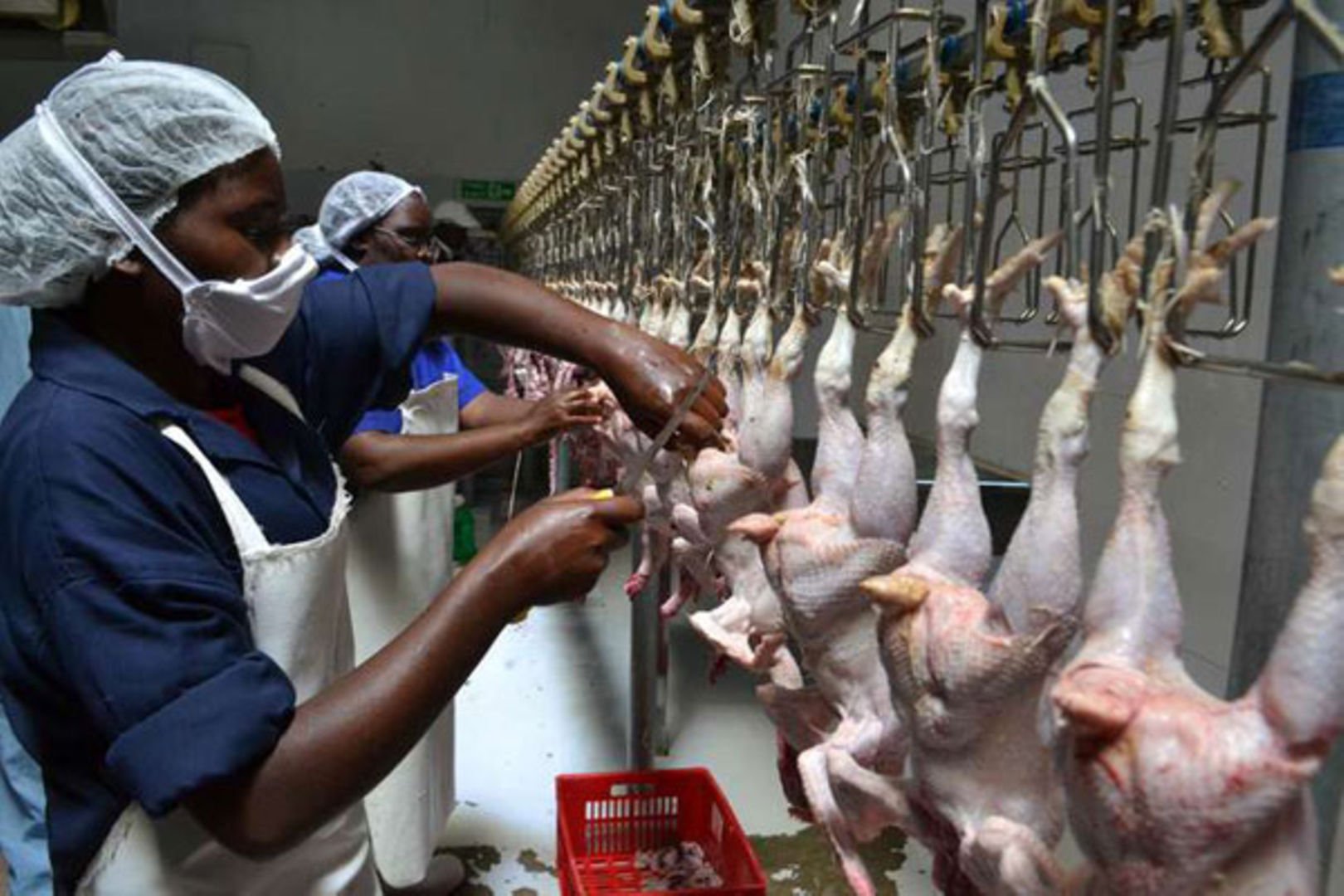 A guide on slaughtering animals and poultry for fresh, tender meat | Nation