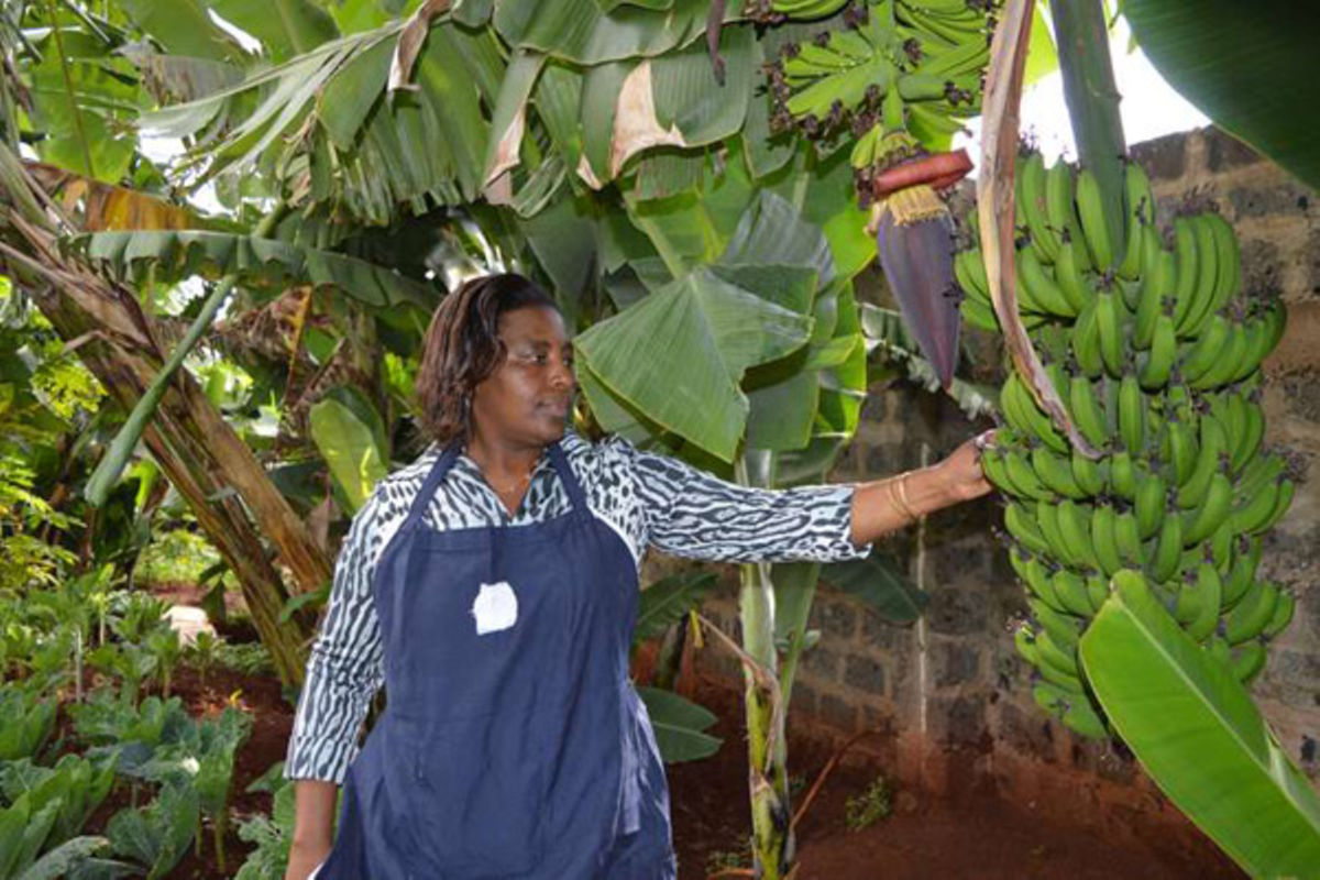 Watch out for banana disease giving farmers sleepless nights Nation