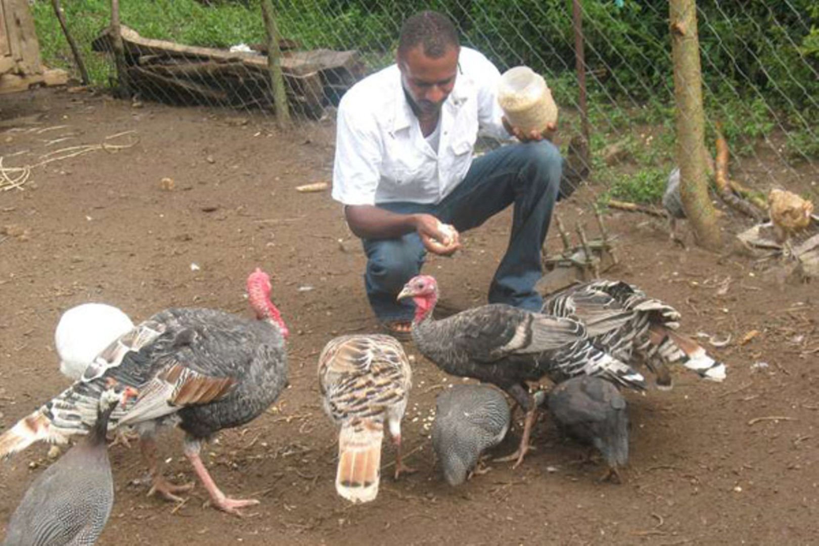 The case of Strange Bird: how did an African guineafowl end up