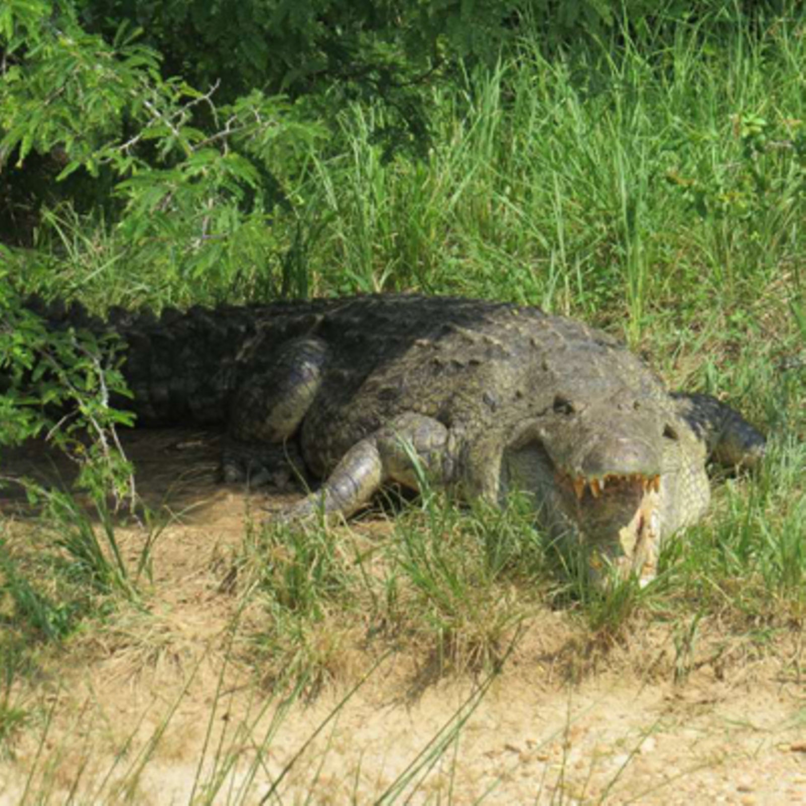 Are There Crocodiles in Lake Victoria  