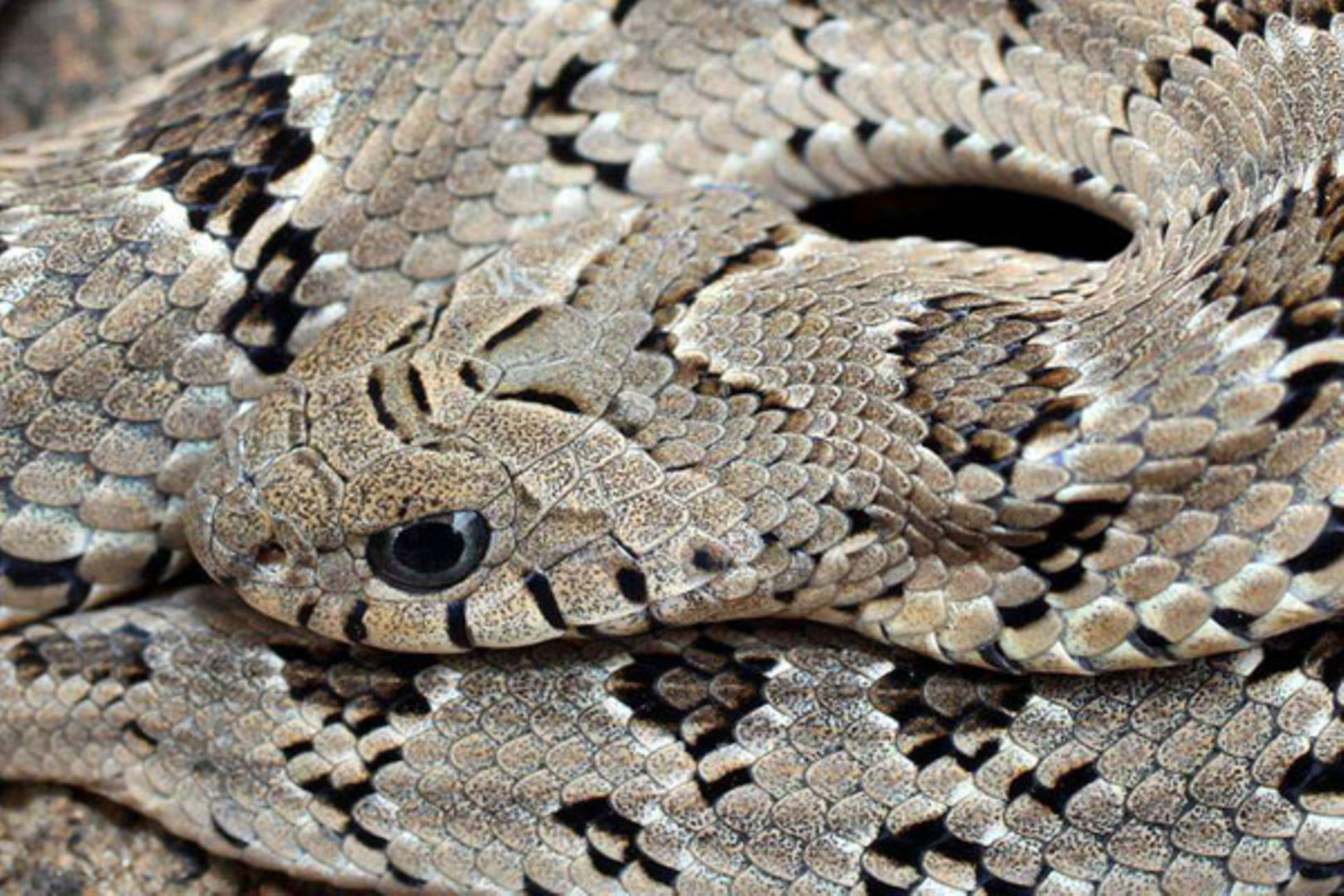 Australian woman bitten by snake in toilet