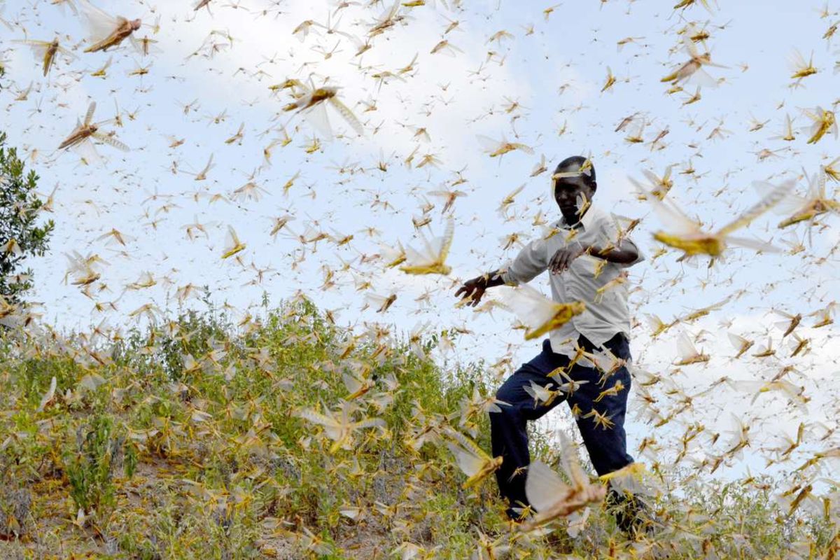 Look beyond chemicals in locust control | Nation