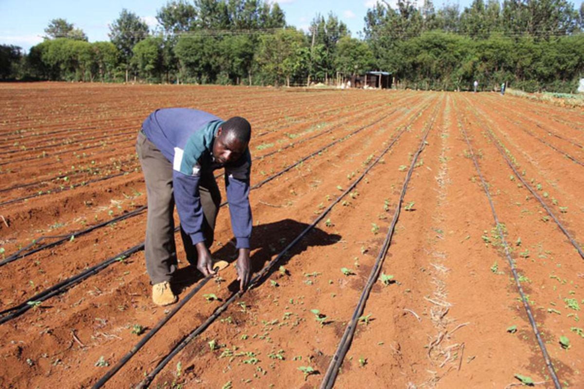 Important tips to ensure you get the best out of drip irrigation system