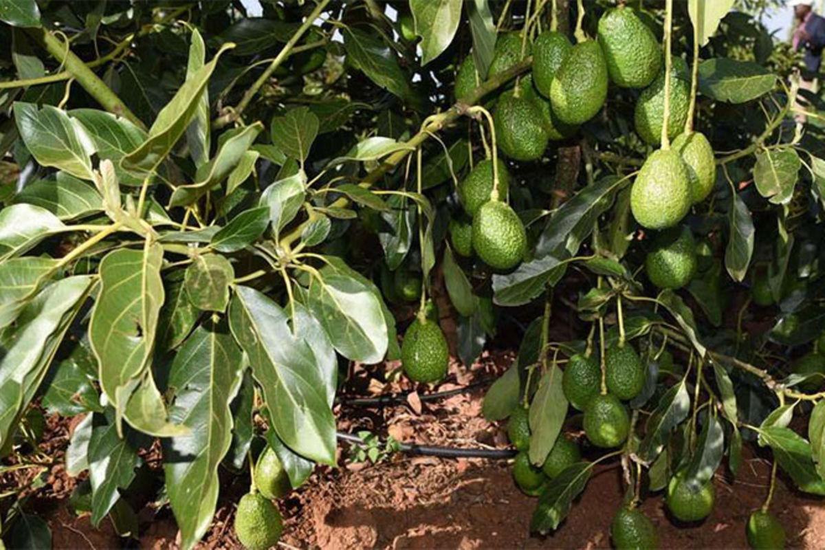 Kenya sets eyes on Chinese consumers for avocado exports | Nation