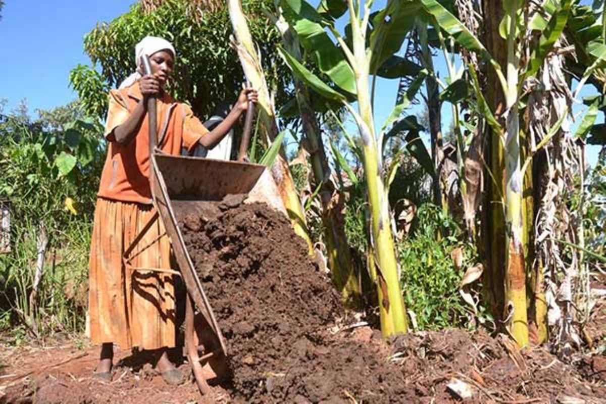 kenyans-oppose-bid-to-ban-use-of-raw-animal-manure-on-crops-nation