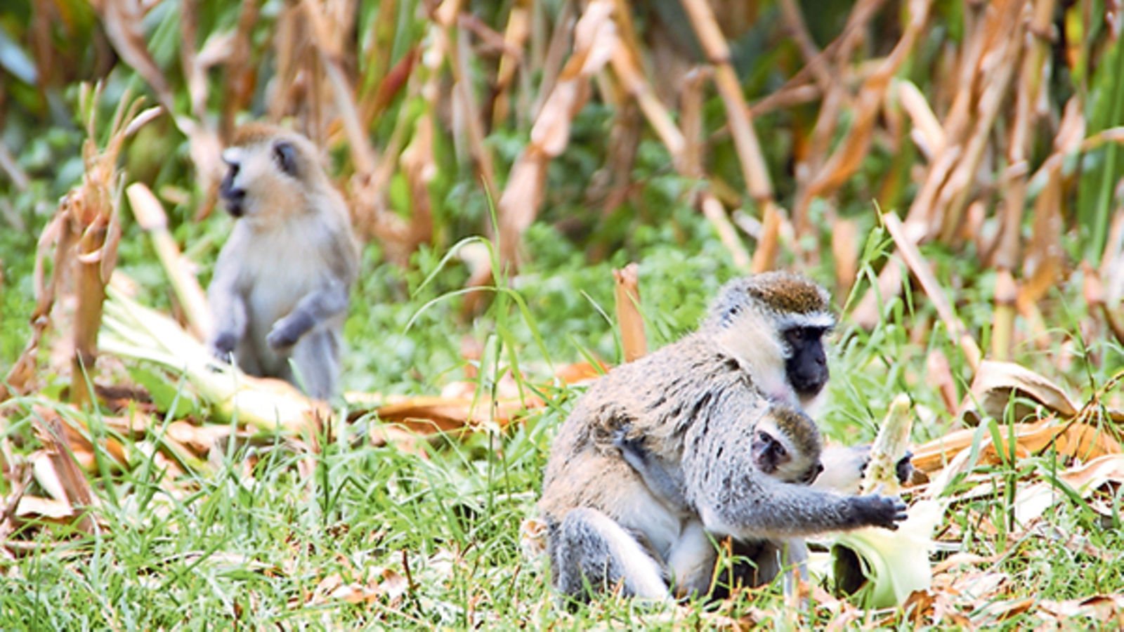 Agronomist S Notebook Tricks To Keep Wild Animals Out Of The Farm Nation