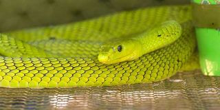 snake, snake bites, venomous snakes, snake bite treatment