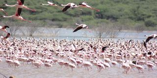 flamingos lake bogoria