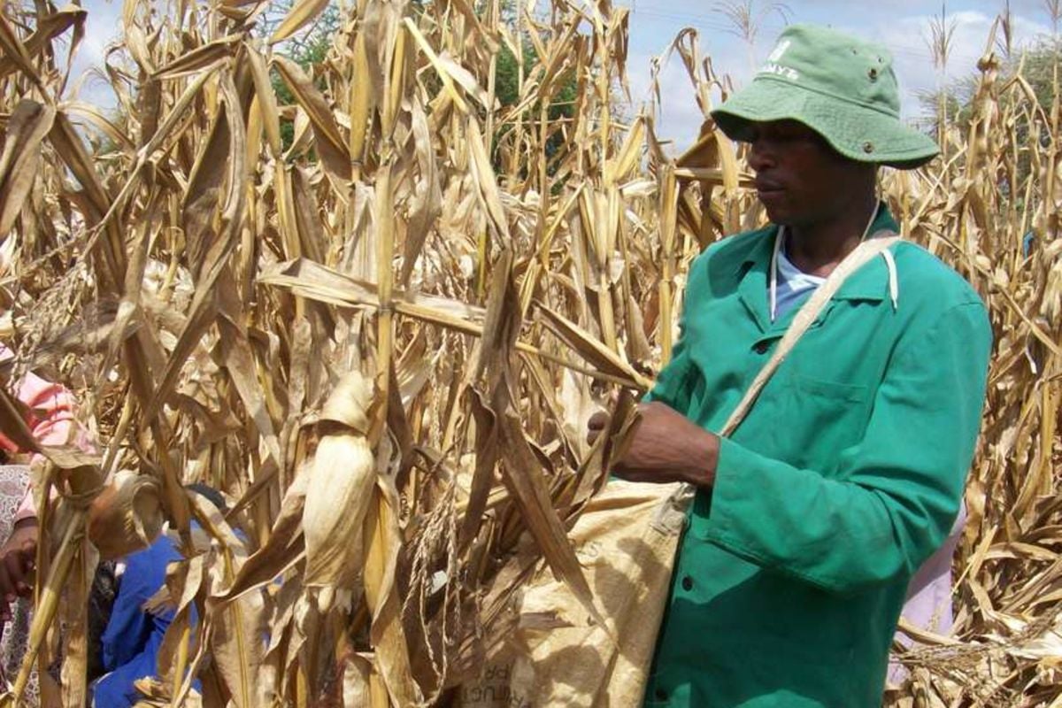 Light at the end of tunnel for GM maize farming