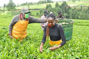 bomet tea