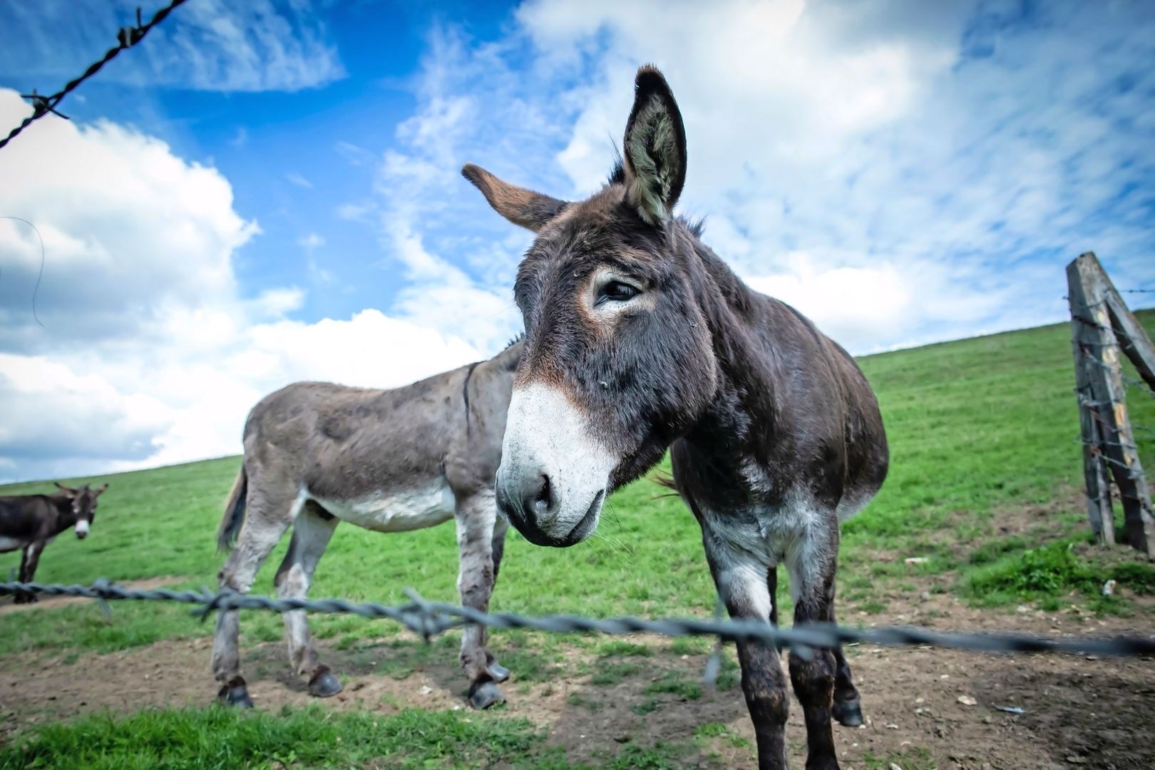 Institution calls for sustained efforts to boost donkey numbers | Nation