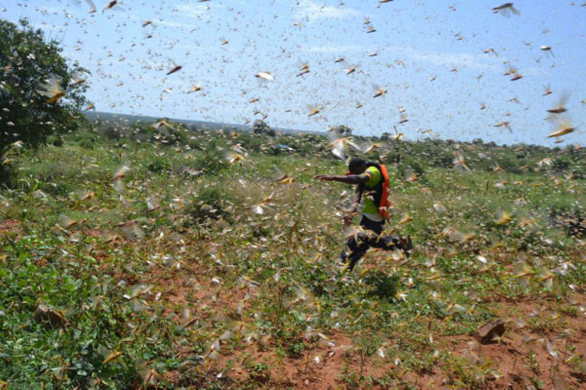 Locust invasion: Kenya hires experts to assess damage in counties | Nation