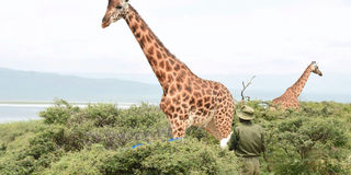 Giraffe poaching
