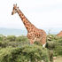 Giraffe poaching