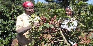 Coffee farmers in Nyeri