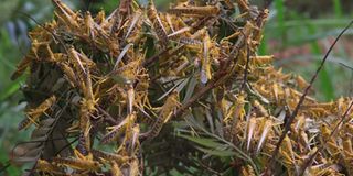 Swarm of desert locusts