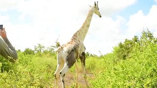 Male white giraffe 