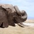 Elephant at Amboseli National Park 