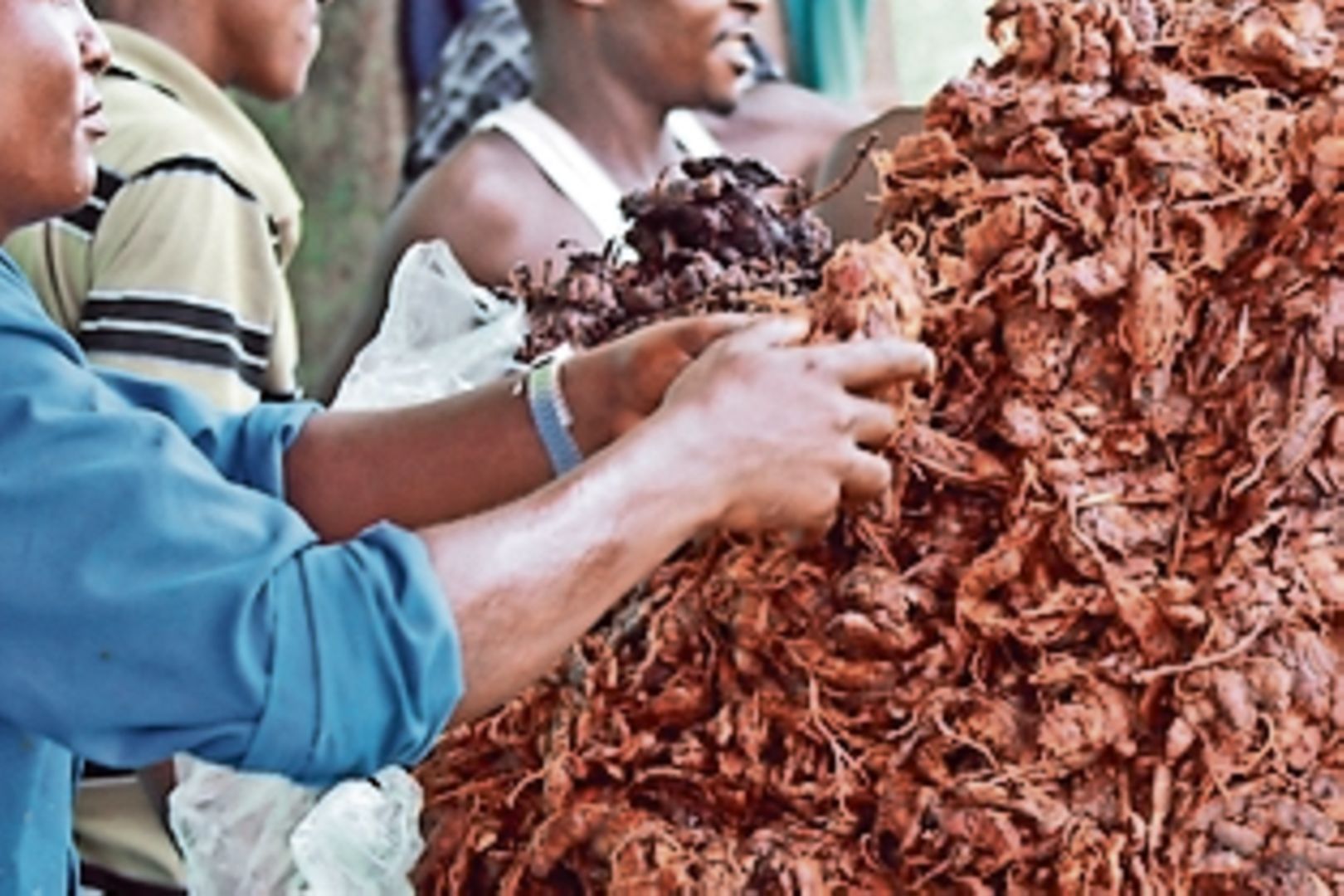 Versatile Tamarind Will Give You Food Timber And Medicine Nation