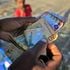 Ethiopian refugee counts money at Village 8 Sudan