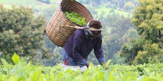 Farmer picking tea