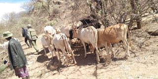 Isiolo herders
