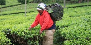 Tea farmer