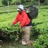 Tea farmer