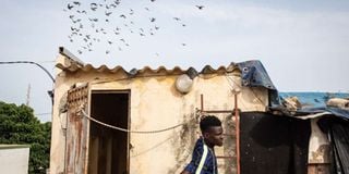 Pigeon racing Senegal