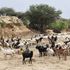 Children herd goats and sheep at a seasonal riverbed at Karoge village, Turkana County