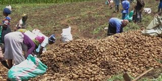 Potato harvesting Nakuru