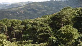 Kamatira Forest in West Pokot