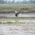 A woman ploughs a farm to prepare it for planting rice seedlings at Ahero Irrigation Scheme in Kisumu in July 2020.