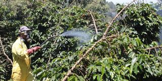 Coffee farming Nyeri