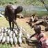 Resumption of peace, introduction of fingerlings at Turkwel Dam opened business window for women to venture into fishing