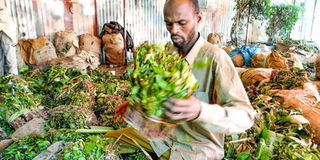 A Somali miraa trader.