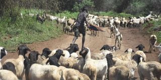 Garissa herder