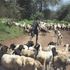 Garissa herder