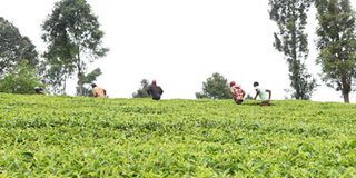 Tea farmers