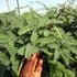 Mathenge weed