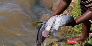 Lake Victoria fish