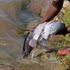 Lake Victoria fish
