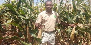 BT hybrid maize