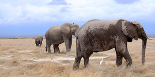  Amboseli National Park